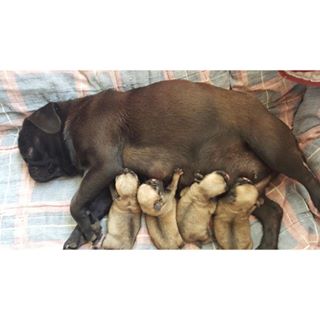 Joy_PhotoCam's tweet photo. 😍😍😍😍😍
#Pug #JackTey https://t.co/yZ9WgdXm8T https://t.co/vBNRCYsdet