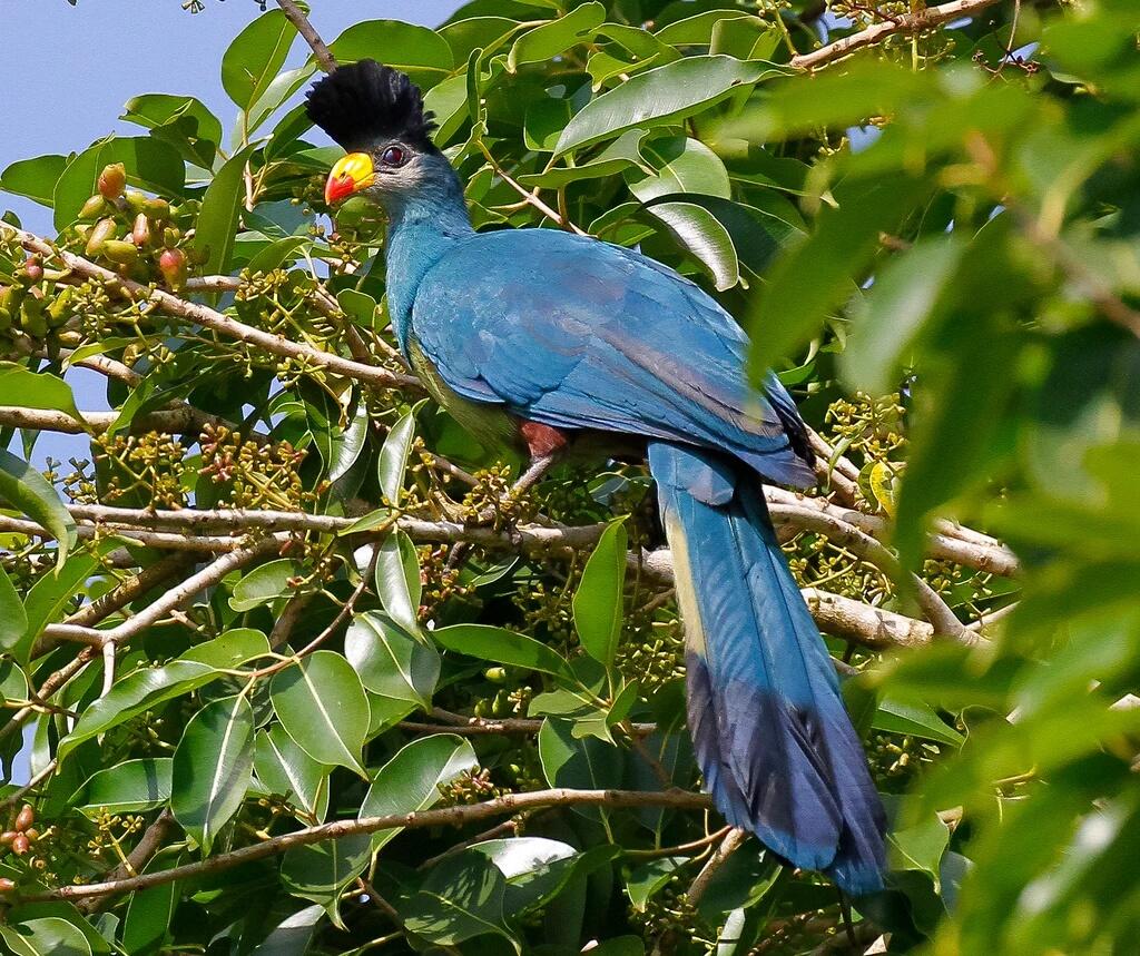 SoftPowerPR's tweet photo. Great Blue Turaco #UniquelyUganda-n Entebbe Botanical Gardens #tourism #travel (Image: Herbert Byaruhanga) https://t.co/I7uWgT6kuT