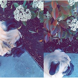 Joy_PhotoCam's tweet photo. Cutie Bean. #OliveBean #MyPug #PugLife #Pug #Cutie. https://t.co/z3H7wAMKrr https://t.co/vo2OrLR6sb