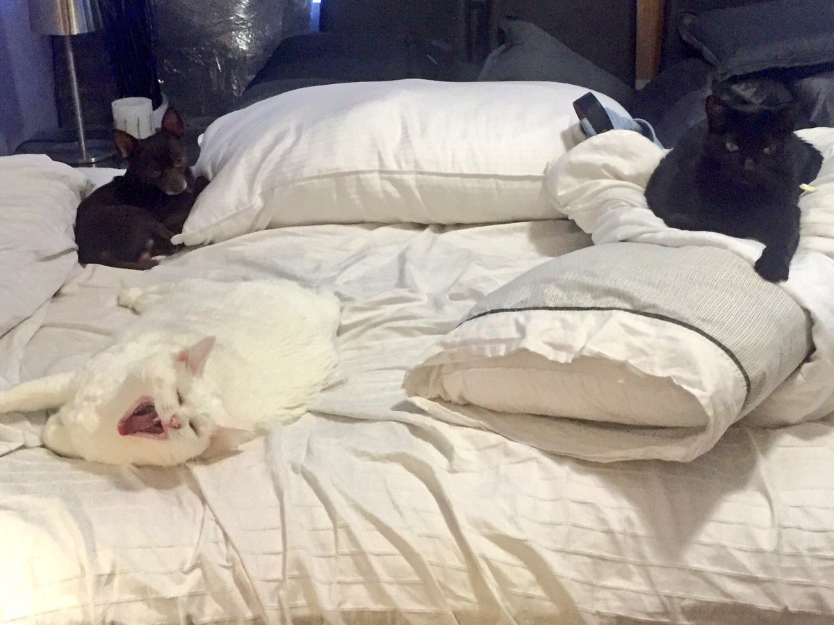 _jessicagross's tweet photo. I love when my family sends me photos like this. Tell me Chuy isn't the best creature on this planet. I dare you... https://t.co/vouUEizVHF