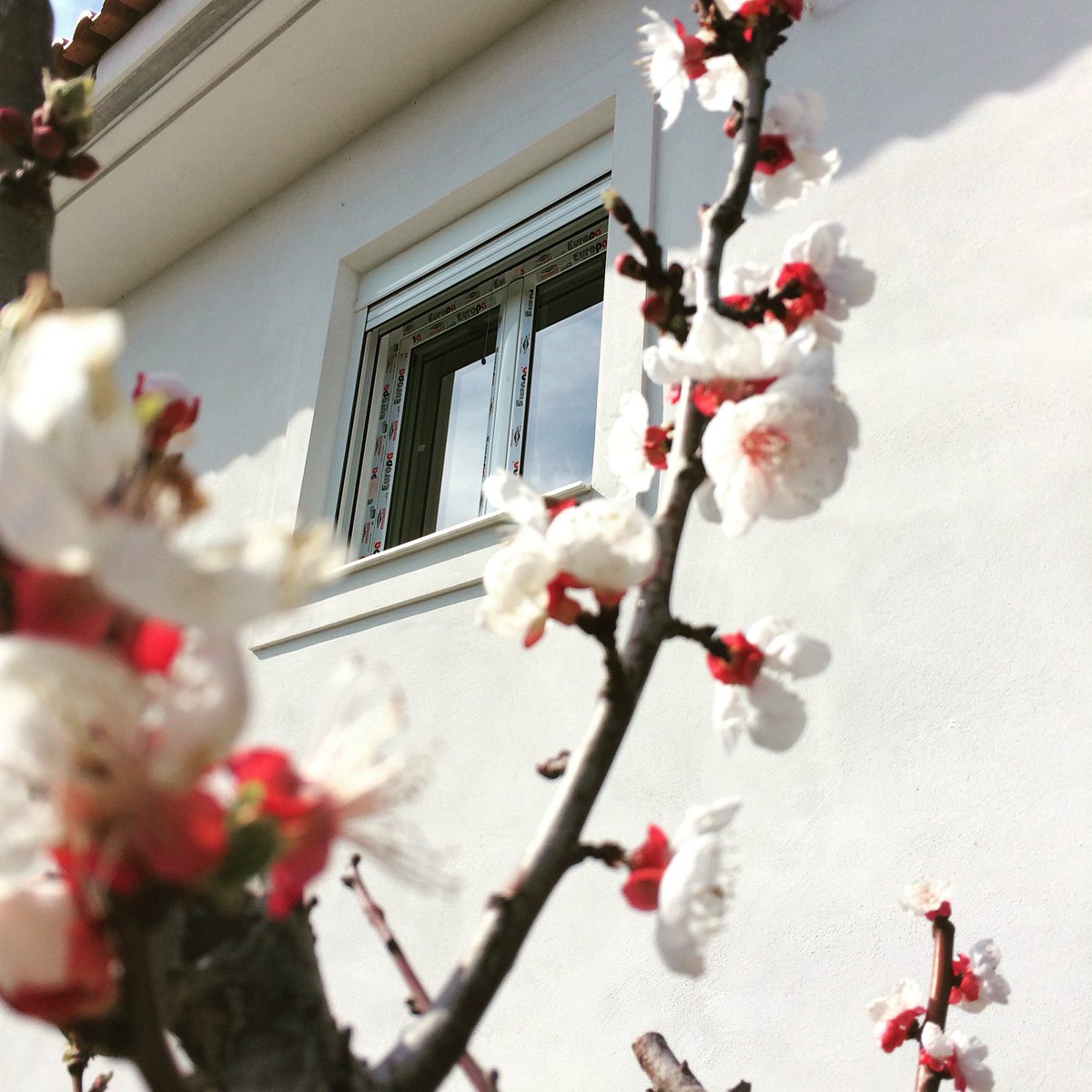 mparolas's tweet photo. #mparolas #aluminium #window #europaprofil #spring #blossom #almondtree #eretria #evia
https://t.co/mHhXxSJtNc https://t.co/PqT6lt767v