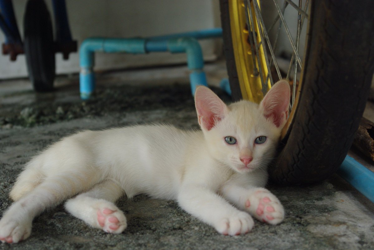 romeo09th's tweet photo. หาบ้านให้น้องแมววันเดือนเศษ (ให้ฟรี)
สนใจโทรนัดสถานที่รับใกล้เคียงได้ที่ 084-0998244 https://t.co/MRiDDOZ6XY