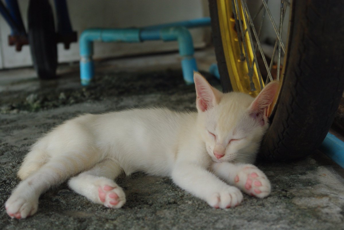 romeo09th's tweet photo. หาบ้านให้น้องแมววันเดือนเศษ (ให้ฟรี)
สนใจโทรนัดสถานที่รับใกล้เคียงได้ที่ 084-0998244 https://t.co/MRiDDOZ6XY