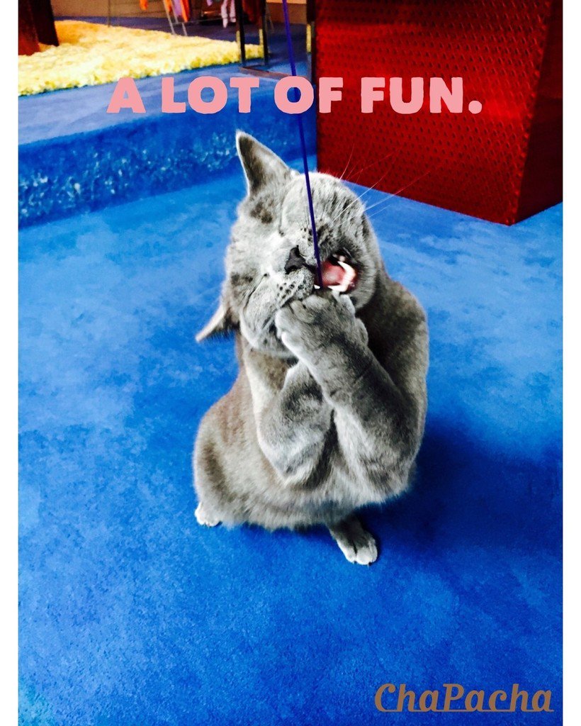 _ChaPacha's tweet image. Léo : "Quel fun quand ma ChαPαchette est là !" 😹😹😹 #catsitting #withfun #since2009 [photo … ift.tt/1PCxri1