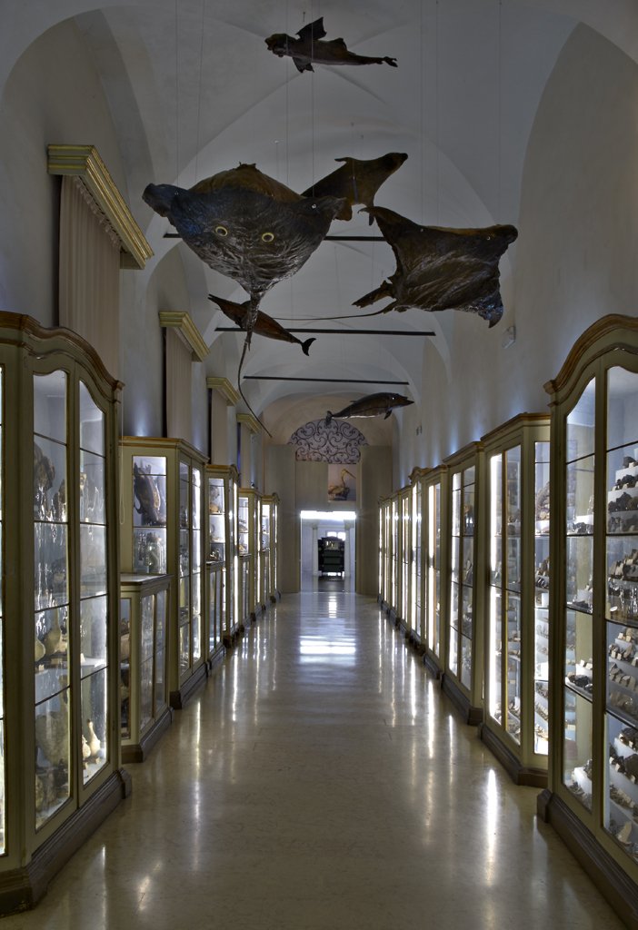 MuseiCiviciRE's tweet photo. #peopleMW #LazzaroSpallanzanimuseum la collezione "più antica" Ph: @VanniniCarlo #MuseumWeek https://t.co/emEPCSCUal https://t.co/cwRvbpYblG