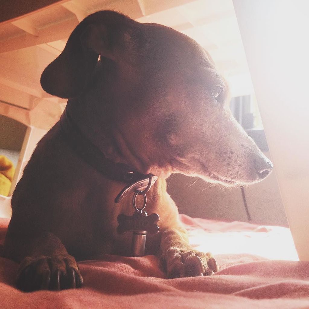 renandrd's tweet photo. Tito under the table.

#instadog #instapet #instatito #morning #sun #featuremydoxie #dasch… https://t.co/DEKpLgX1AK https://t.co/Mk3XCNzMZ4
