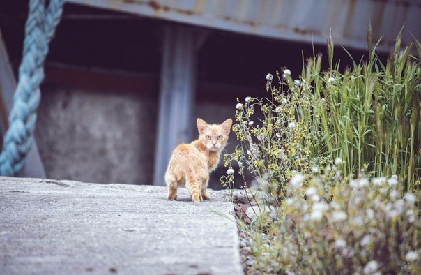 great_shot8's tweet image. Самый брутальный в мире котёнок