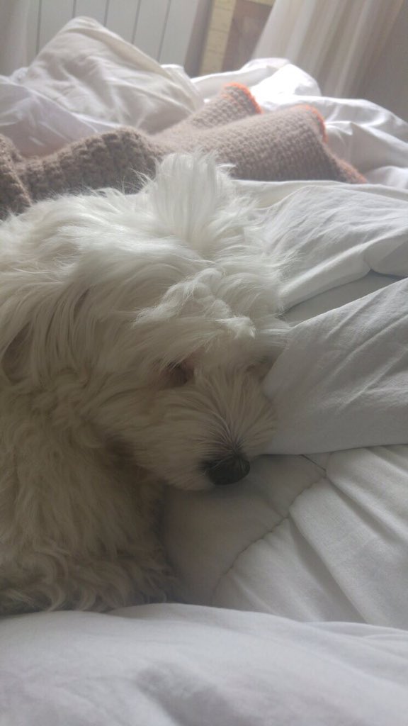 beividealsira's tweet photo. 🐶❤️ https://t.co/wpytZLNxkB