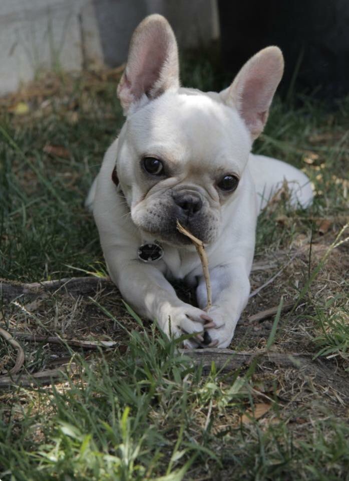 Frenchie_rescue's tweet photo. Have an #awesome #Tuesday everyone π #FBNROSA #FrenchBulldogNetworkRescueOrganisationSA #FrenchieLove https://t.co/aiiKMM1a4o
