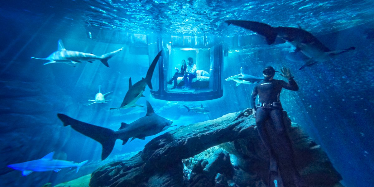 airbnb_aus's tweet photo. Fancy spending a #NightAt this bedroom surrounded by sharks? 

Sweet dreams! https://t.co/w3GHOpJHox https://t.co/FRWnv3EvBC