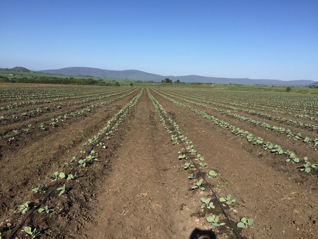 HoekSeedlings's tweet photo. Star 3316 - #Cabbage. Great for winter. #StarkeAyres #CabbageFarming #Brassica #Seedlings #HoekSeedlings #Pongola https://t.co/T4mOq3O7dP
