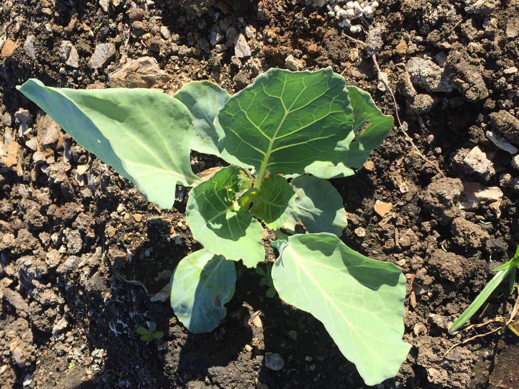 HoekSeedlings's tweet photo. Star 3316 - #Cabbage. Great for winter. #StarkeAyres #CabbageFarming #Brassica #Seedlings #HoekSeedlings #Pongola https://t.co/T4mOq3O7dP