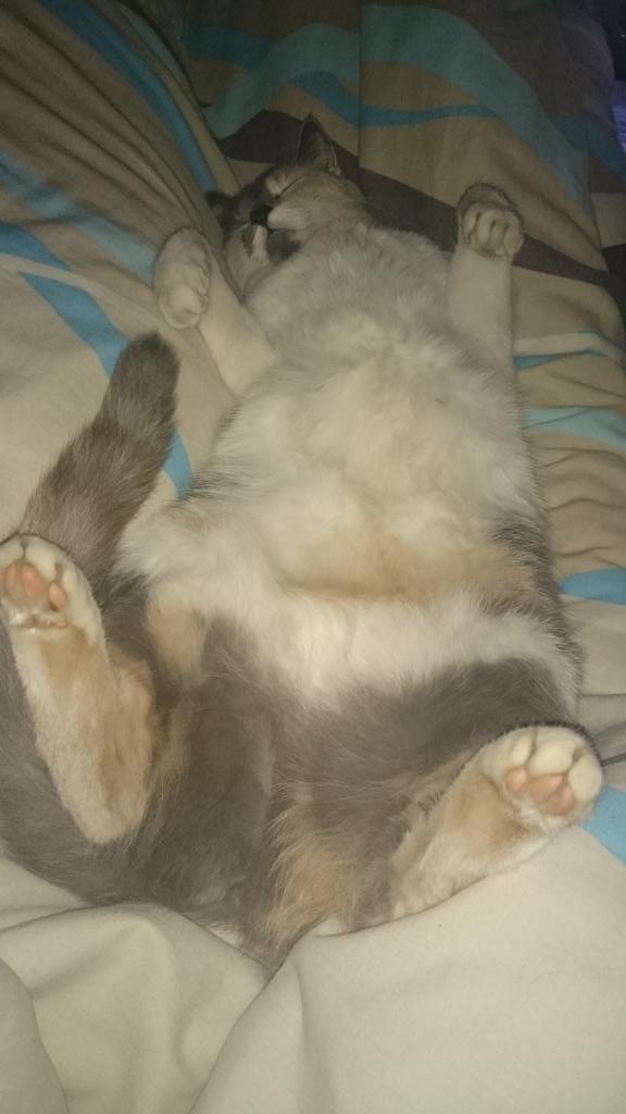 SA_tammy's tweet photo. @AwwwwCats @catsnboxes The cuteness of my cat, Bubbels 😻💓 #catloverforlife https://t.co/ls1zLKn58x