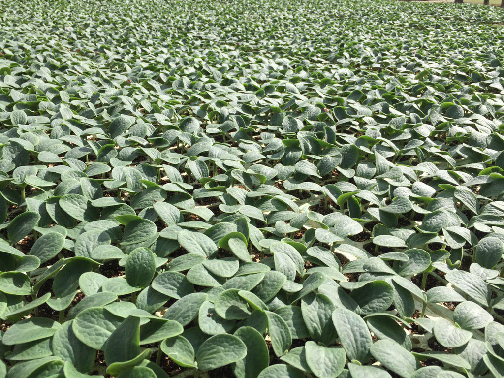 HoekSeedlings's tweet photo. Canesi - #Butternut. #Squashes #VeggieFarming #K2SeedMarketing #Seminis #SeminisSeed #HoekSeedlings #Pongola https://t.co/Pb6zdFmZ4q