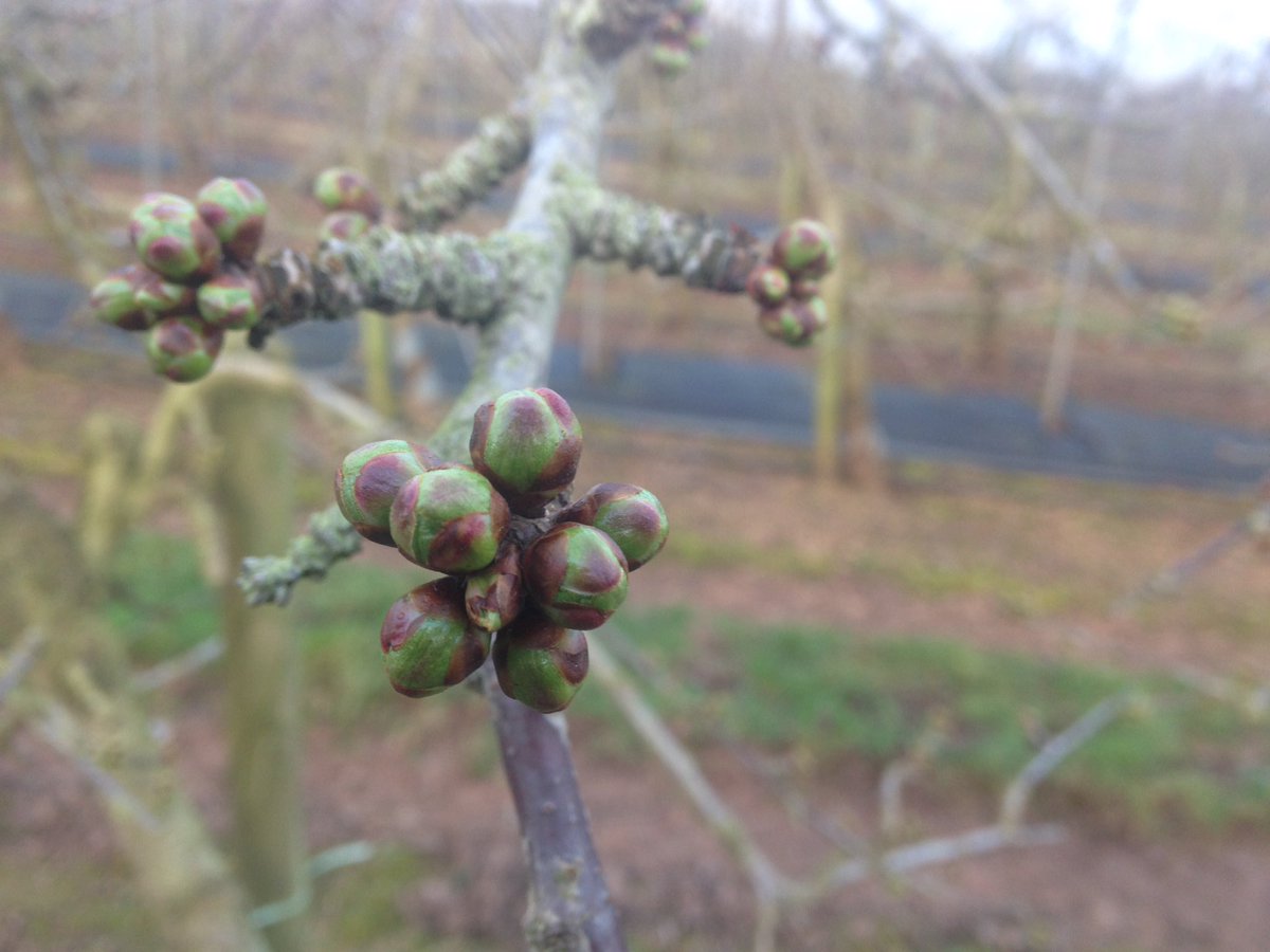Sweetheart about to burst... #Spring #cherries