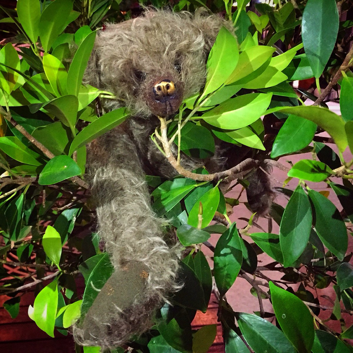 1uglybear's tweet photo. #Uglybear loves climbing trees! 🐻🌳 https://t.co/MXORtZapTa