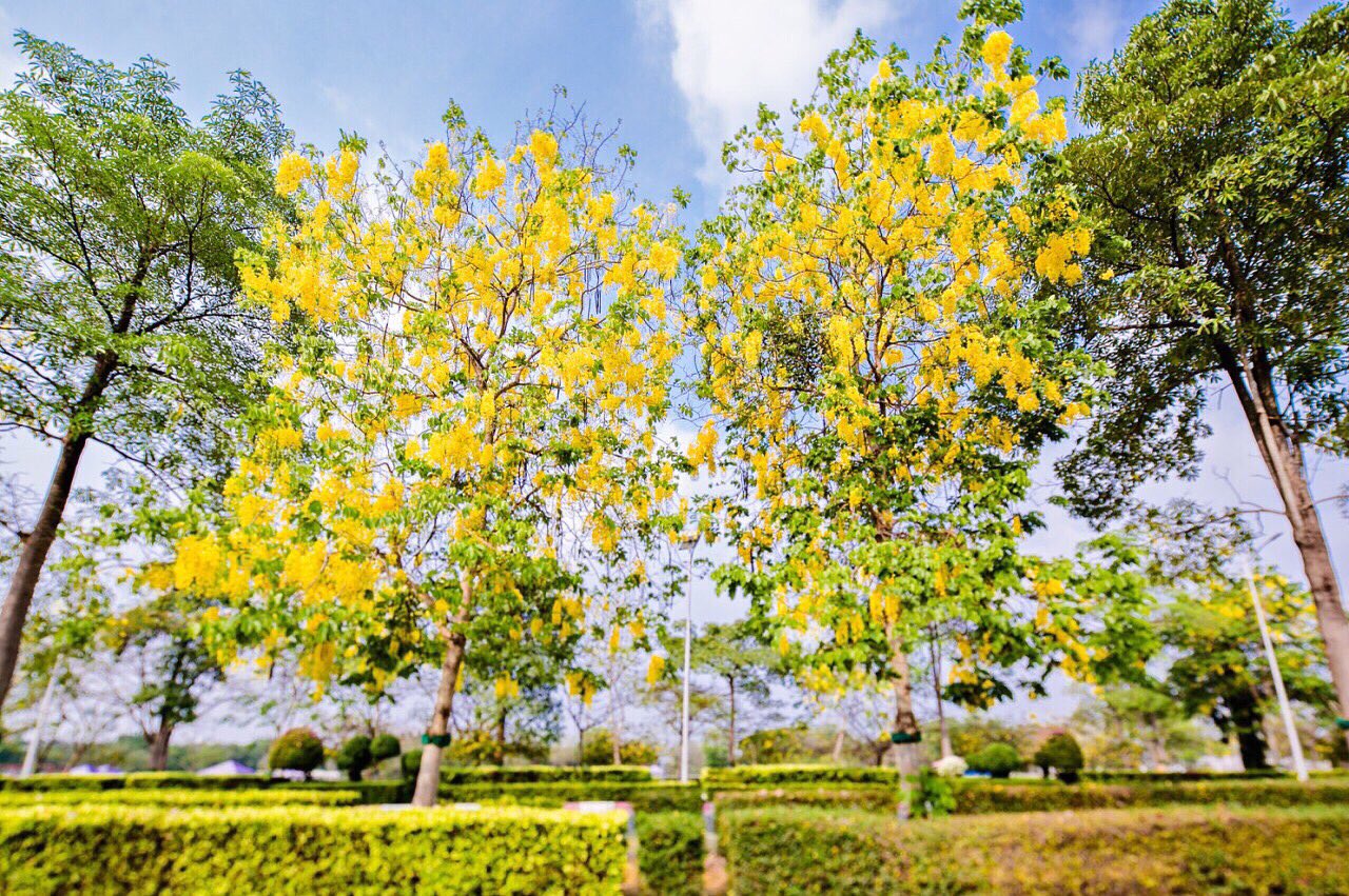 ต้นไม้มงคล