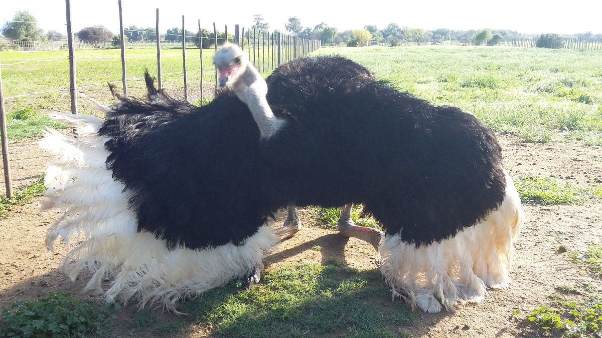 Come and dance with our #Ostriches at #SafariOstrichFarm, #Oudtshoorn, #SouthAfrica