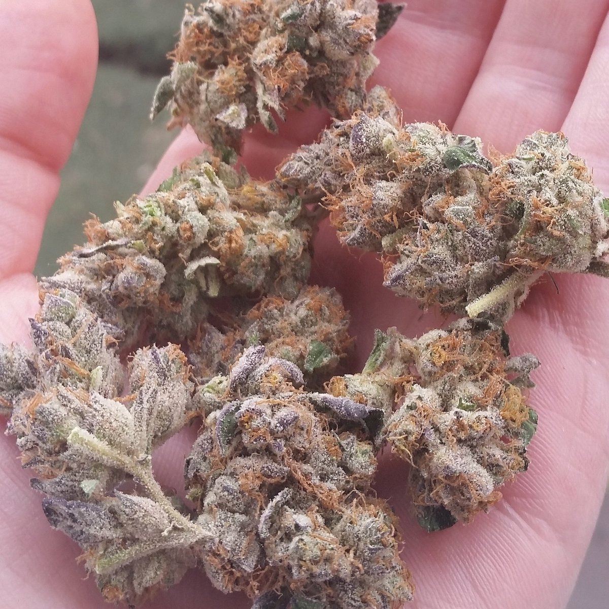 westmidzhigrade's tweet photo. #girlscoutcookies #girlscout #cookies #tenten #flavourchaser #flowers #sexy #bitch #upskirt #weedporn #potporn #dank https://t.co/RXwNz4TQzT