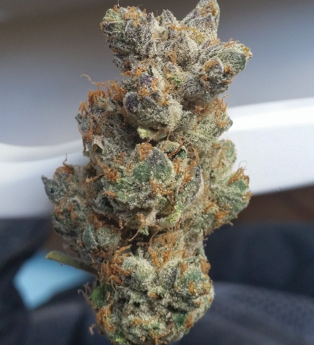 westmidzhigrade's tweet photo. #girlscoutcookies #cookies #highgrade #topshelf #topshelflife #ukweed #uk420 #wakenbake #joint #breakfast #dinner #1 https://t.co/15vgBNlelu