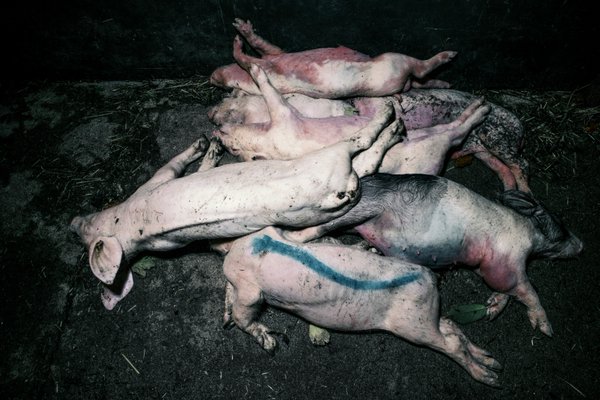 PETAUK's tweet photo. This is British pig farming. Donβt support the cruelty - help pigs by not eating them. https://t.co/oRb9V2opEi https://t.co/JCpFBnNXav