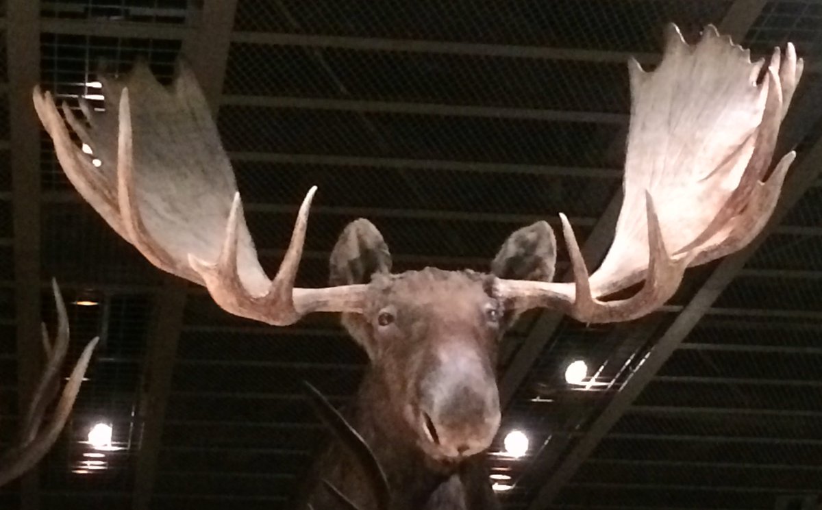 ট ইট র よど 上野は国立科学博物館にヘラジカの剥製を観に行く 頭を中心に円を描いて広がるかっこいいホルンと言い表し難い尻尾がとってもカワイイですね T Co Wmsv2cpwjm