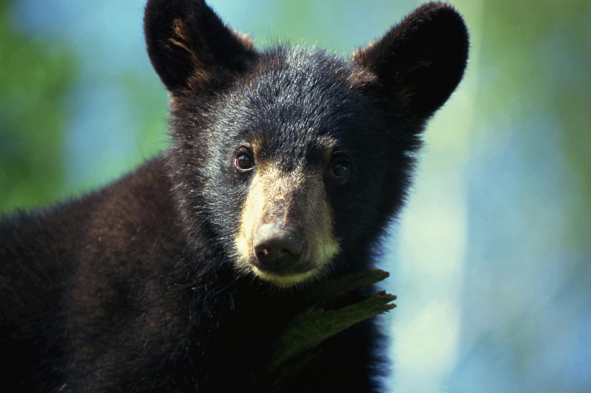 NatGeoAnimals's tweet photo. #TransformationTuesday: Black Bear https://t.co/yKUCnjGUXz