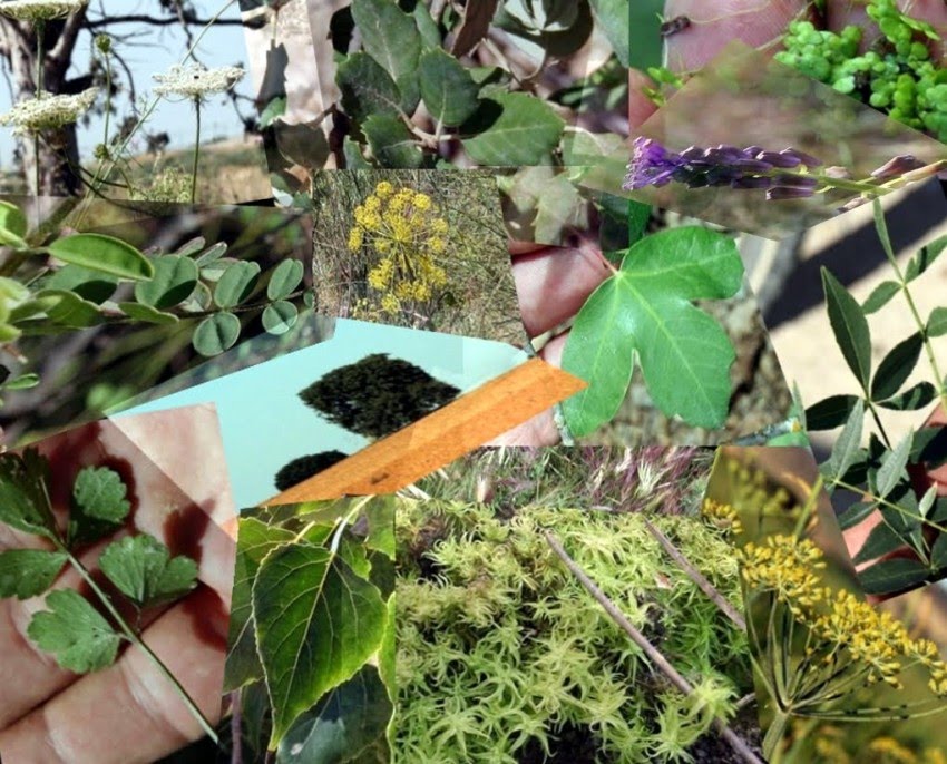 rioMoros's tweet photo. PLANTAS DE MADRID y alrededores: arbabajojarama https://t.co/LupdQMYOKv https://t.co/Sdc3z4F06e