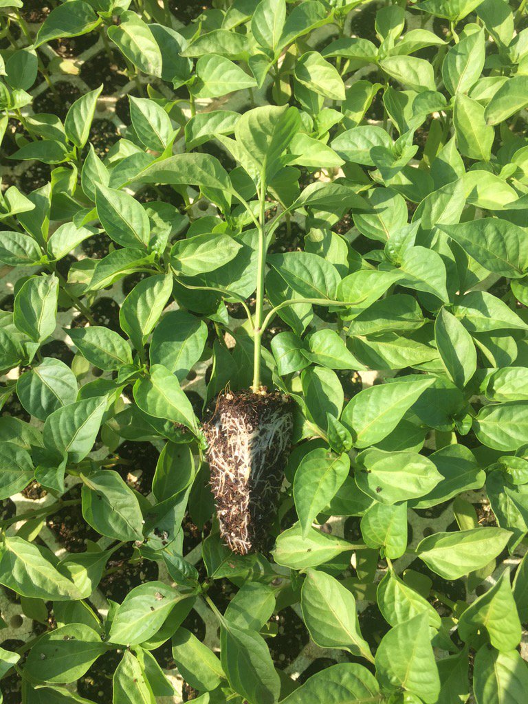 HoekSeedlings's tweet photo. Danika -#SweetPeppers looking Great. #StarkeAyres #BellPeppers #Seedlings #HoekSeedlings #Pongola https://t.co/AKmkcUJaXT