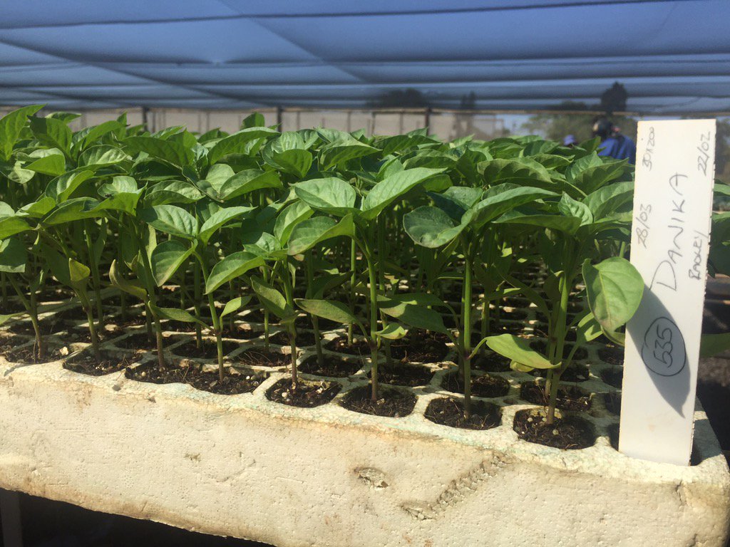 HoekSeedlings's tweet photo. Danika -#SweetPeppers looking Great. #StarkeAyres #BellPeppers #Seedlings #HoekSeedlings #Pongola https://t.co/AKmkcUJaXT