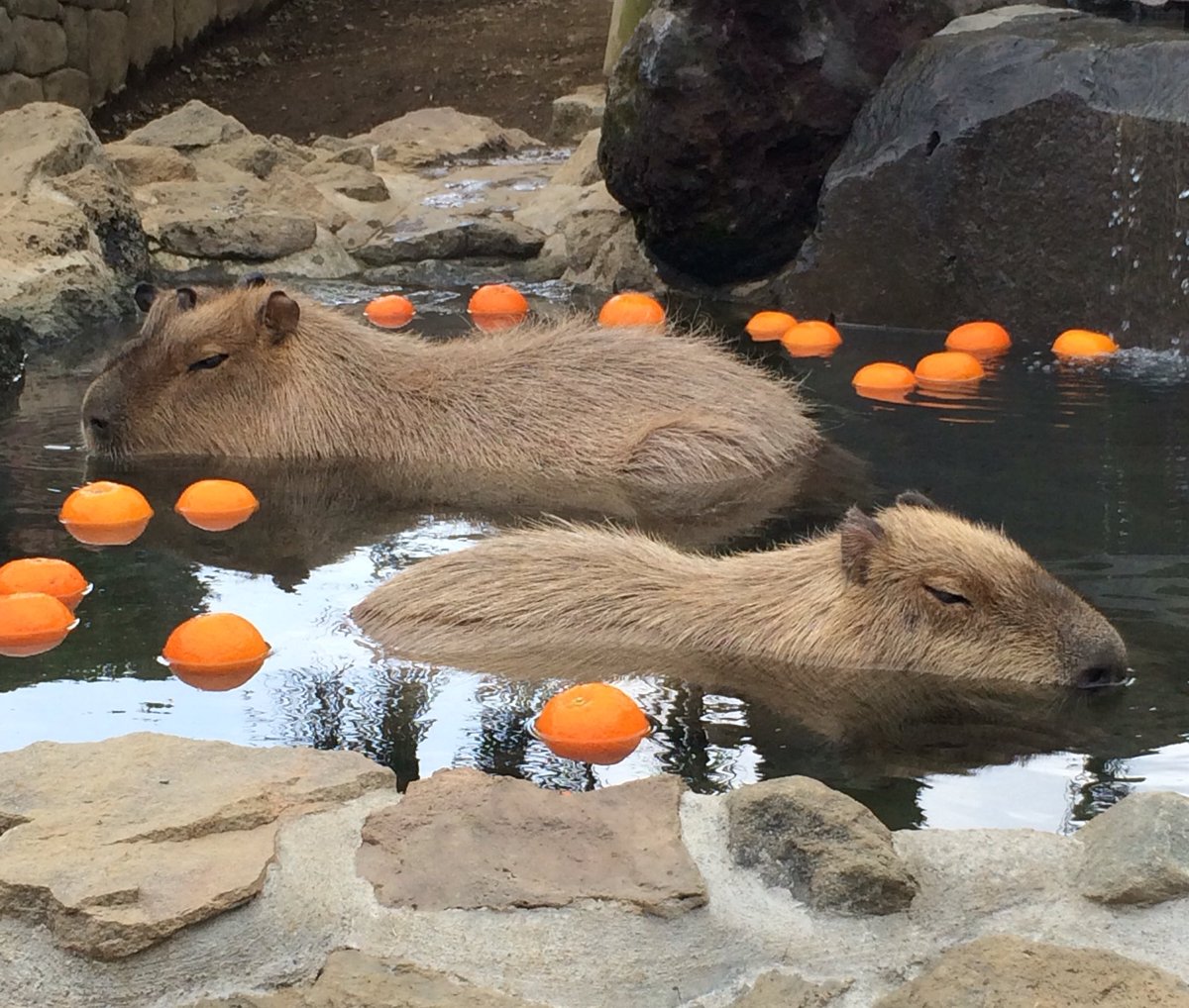 カピバラとこんなに触れ合える場所があったなんて……。 