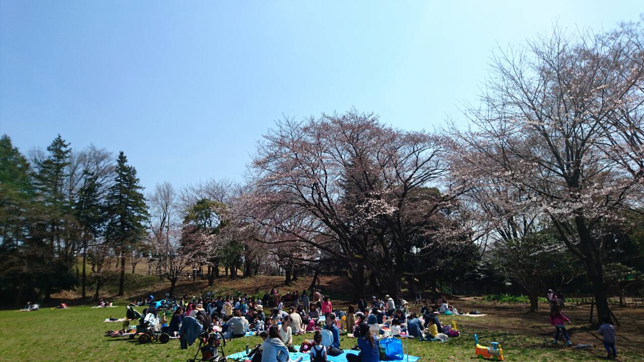 大和市 育児サークル きしゃぽっぽ 今日は鶴間公園でお花見でした 晴天でなによりでした 桜はまだまだこれからという状態でしたが 皆さん楽しんでいただけました 春を感じますね 南町田 田園都市線 お花見 つきみ野 育児サークル