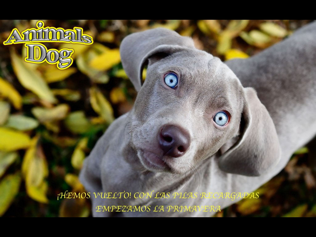 AnimalsdogSl's tweet image. 