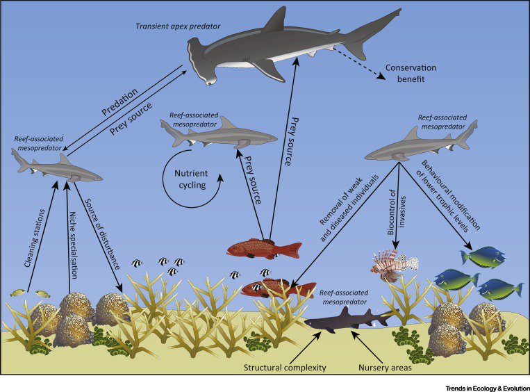 DanielMMoore_'s tweet photo. Reef #sharks aren't top #Predators after all! https://t.co/SNARCJPI9v #thereisalwaysabiggerfish @Shark_Stuff https://t.co/Ppnvnm6GFL