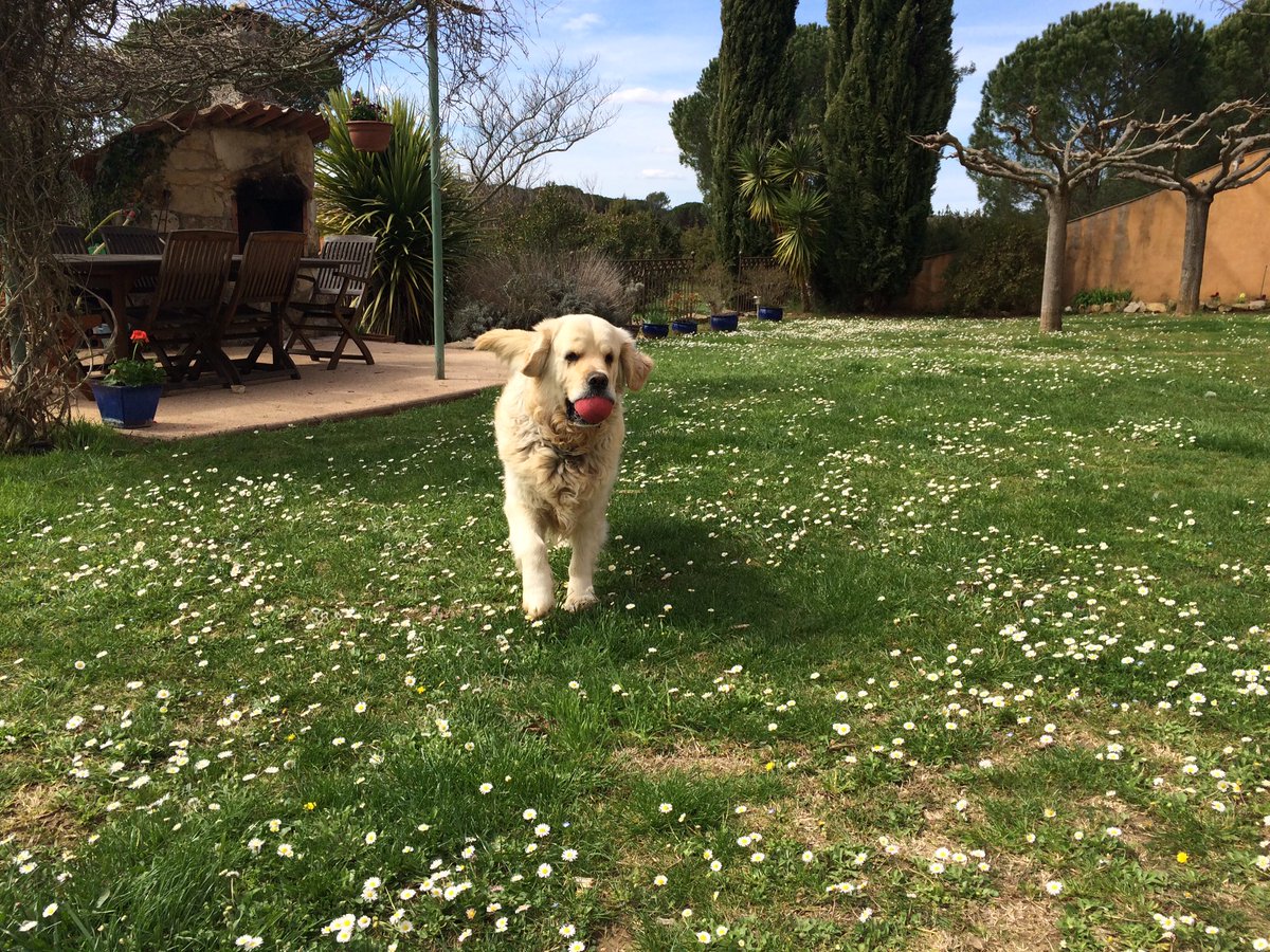 GaetanGrieves's tweet photo. C'est l'heure du point quotidien #ConDeChien ❤️ poke @Syll20x https://t.co/bJf7U5YKt1