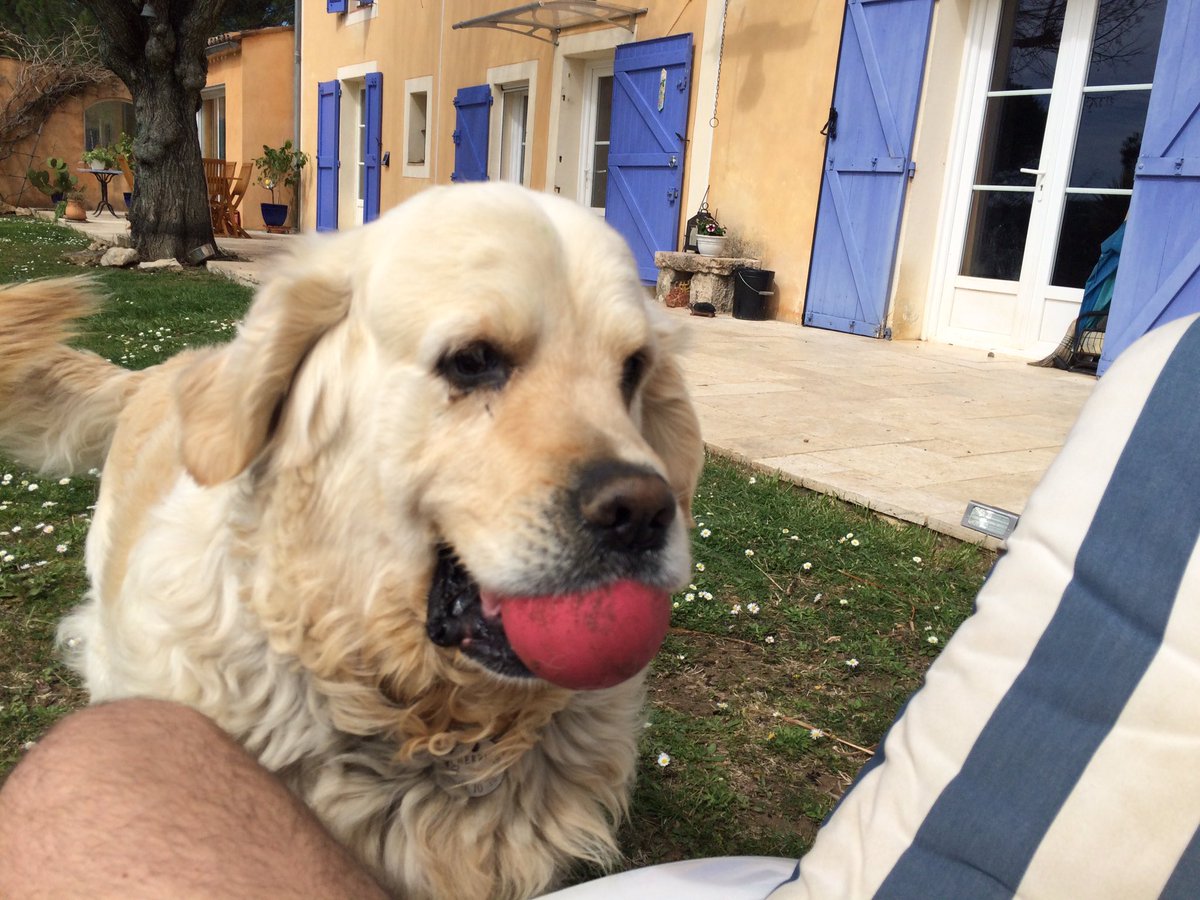 GaetanGrieves's tweet photo. C'est l'heure du point quotidien #ConDeChien ❤️ poke @Syll20x https://t.co/bJf7U5YKt1