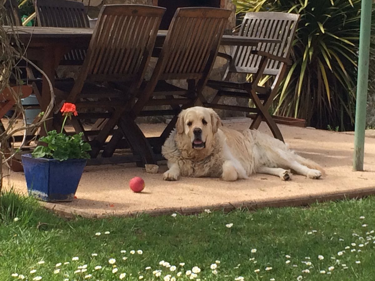 GaetanGrieves's tweet photo. C'est l'heure du point quotidien #ConDeChien ❤️ poke @Syll20x https://t.co/bJf7U5YKt1