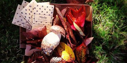 sheeps_fr's tweet image. #retweet #bio @LaBoxAPlanter ! Pour 10 retweets ils viennent chez Sheeps 😍 Plantez du bio chez vous 😀