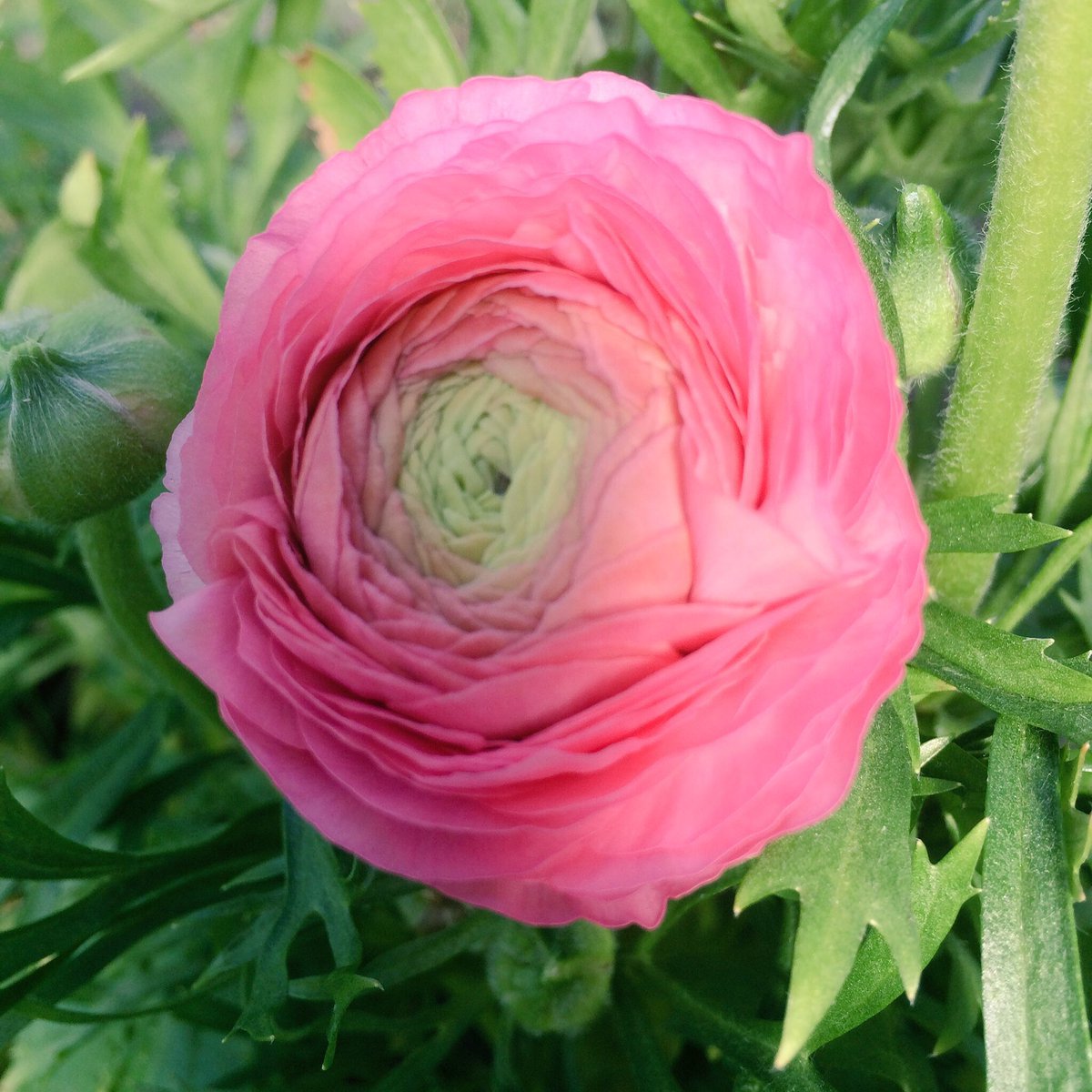 #floweroftheweek Ranunculus have to be our favourite Spring flower #britishflowers