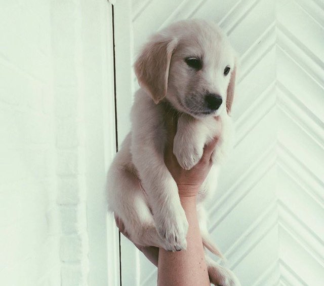 ️ (@puppiesbot) on Twitter photo 