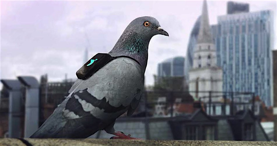 BritalyPost's tweet image. Backpack pigeons monitor London air quality
britalypost.com/backpack-pigeo…