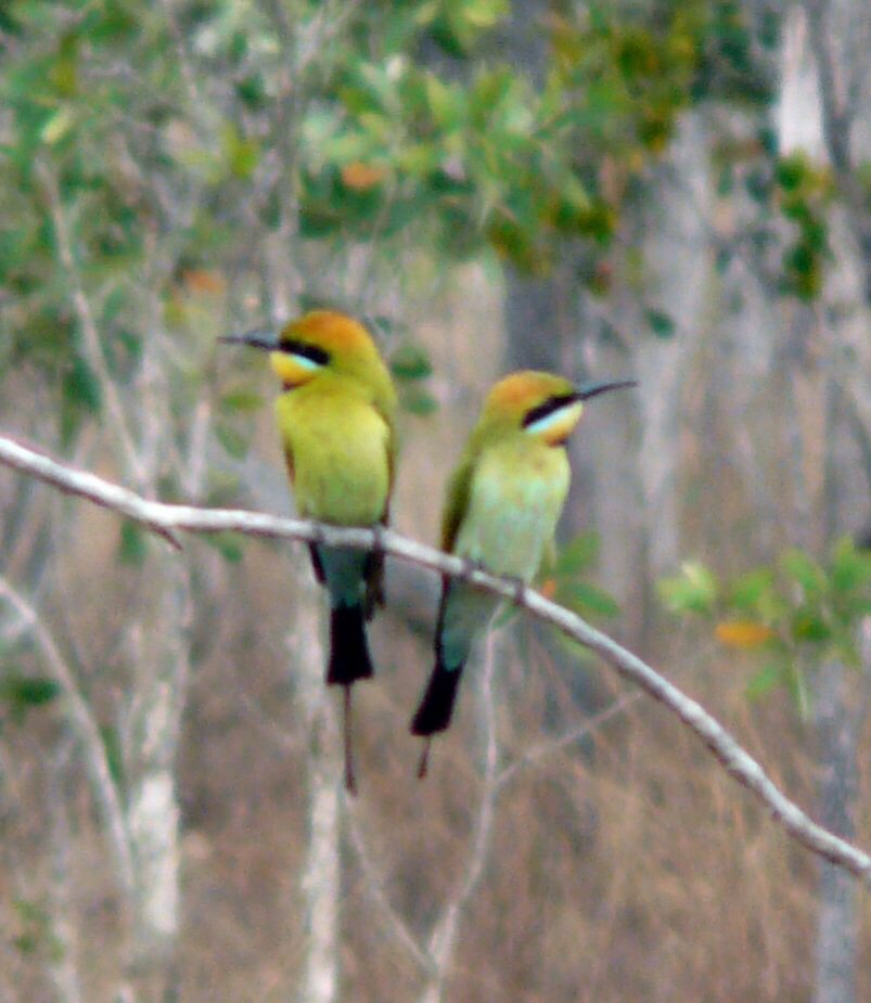 Another Australia photo from 2008 trip, this time rainbow bee-eaters from Mareeba #ornithology #Australia