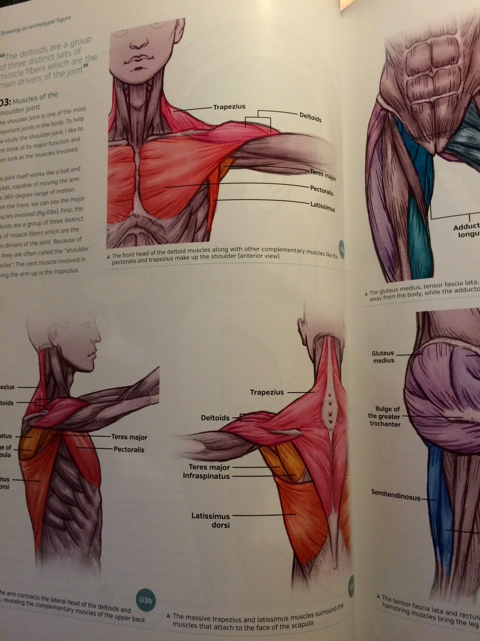 Best anatomy books for artists