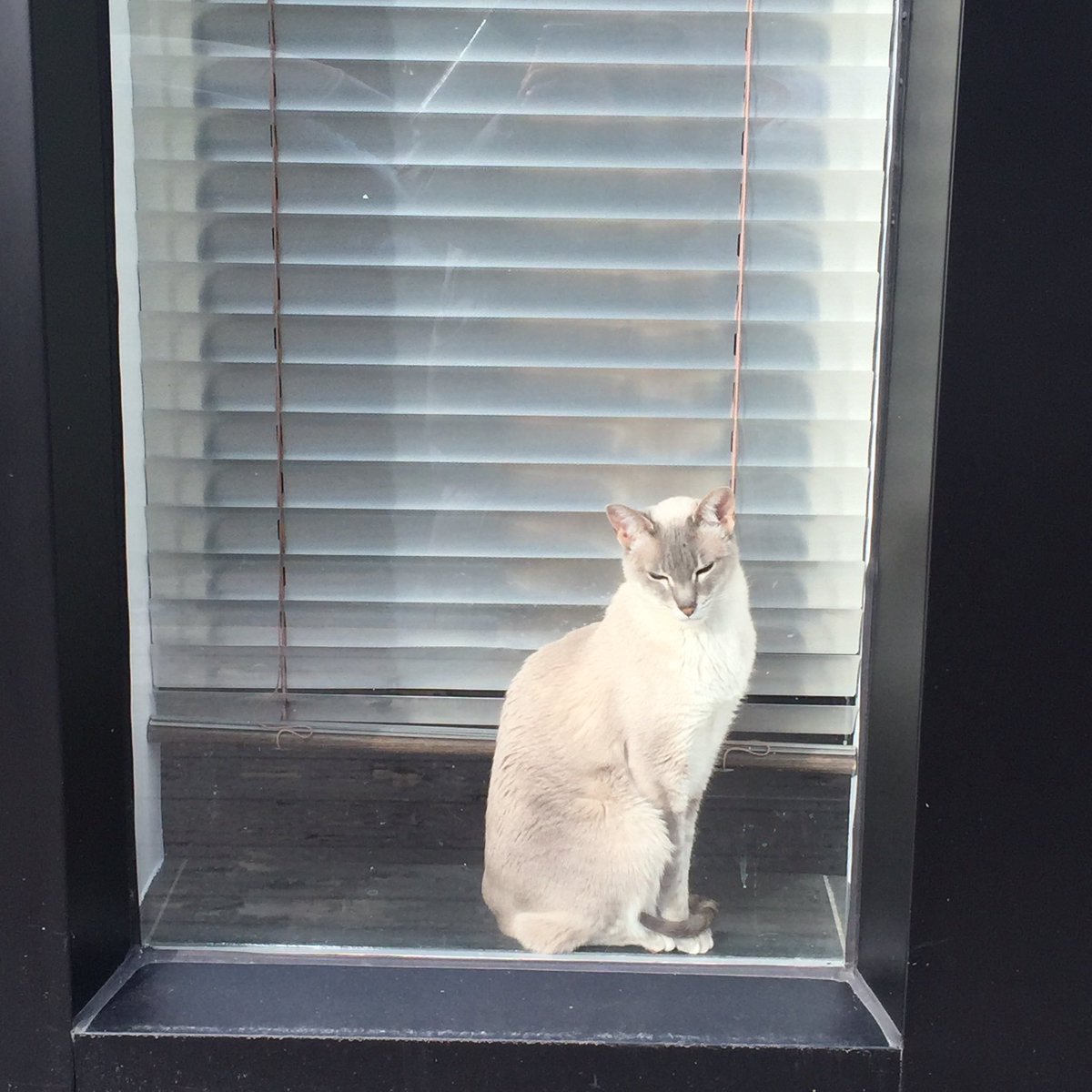 ZoeBarral's tweet photo. A Montreal, les chattes en vitrine sont plus mignonnes que celles d'Amsterdam https://t.co/PTPBlrtIVq