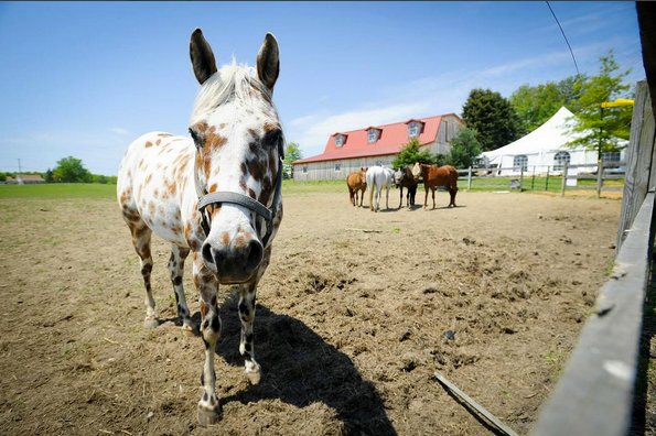 RusticAcresFarm's tweet image. Horsin' around on #RusticAcresFarm!
#FarmVenue
#PittsburghVenue
#PittsburghWedding