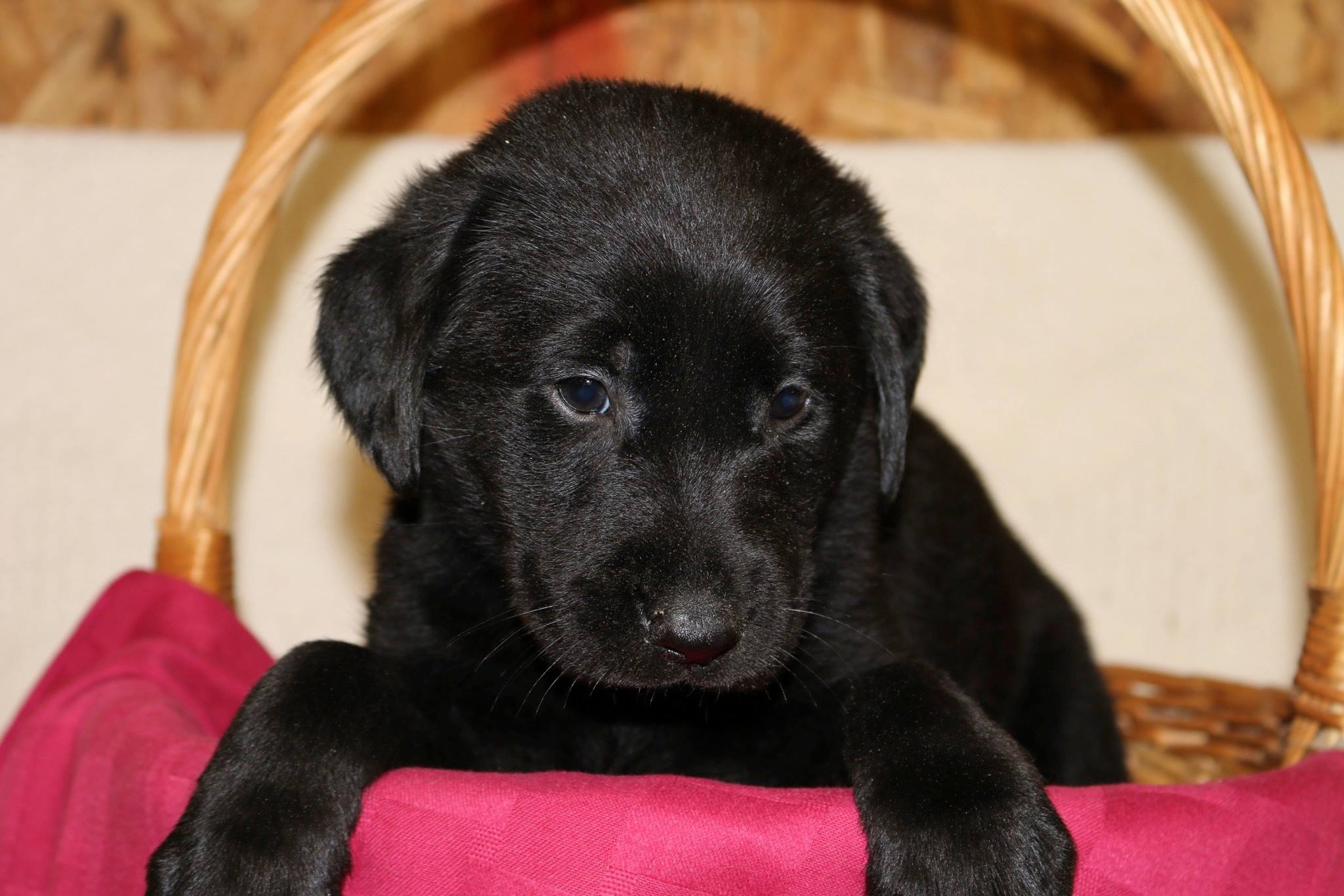 Rock Springs Lab on Twitter "Available puppies for sale. British Labs