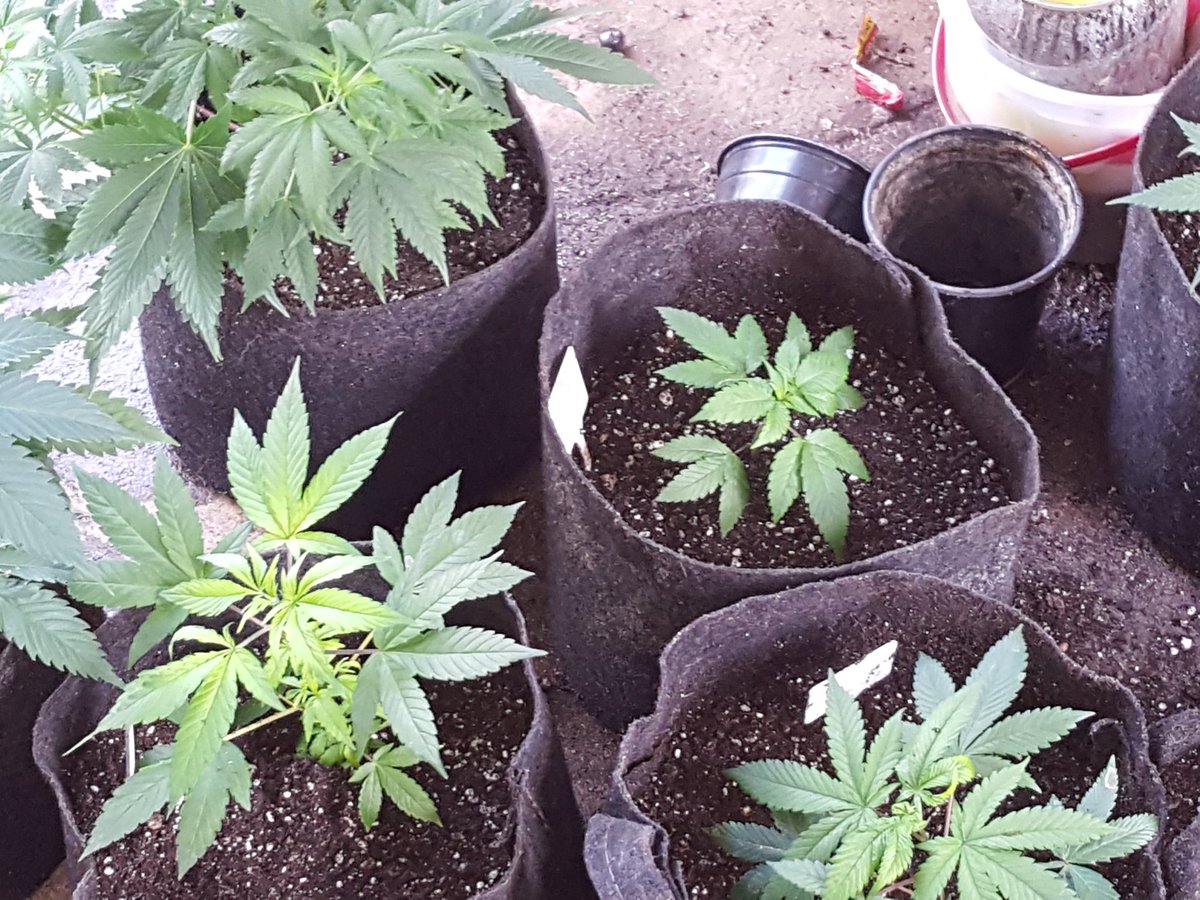 JanicesVagina's tweet photo. #916farmers #brothersinfarms #safeaccess4all #massfam #massgrows #pharmakills #drunkdriverssuck https://t.co/knF7KY2GPB