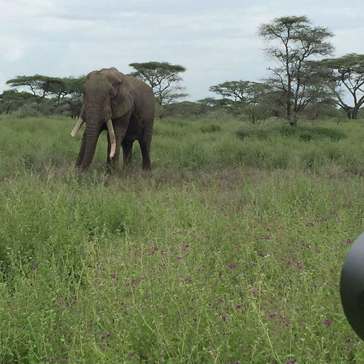 RdscovaElphants's tweet photo. Lets #UniteWithElephants & protect them from extiction. @united4wildlife @UNEP @RPFoundation @YaoMing @qatarairways https://t.co/BSBhrGm8Ok