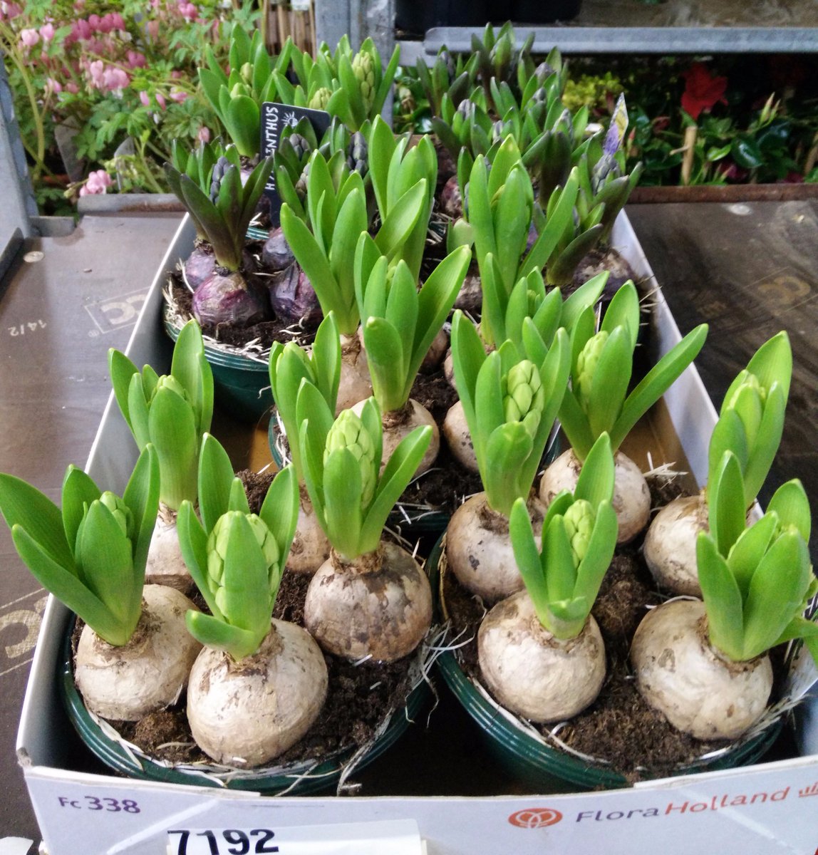 MEERgroothandel's tweet photo. Het #buitenseizoen is begonnen, ook bij @meergroothandel! Daarom buitenplanten in de promo! https://t.co/16xLWa66vh https://t.co/ZyYamWcGXl