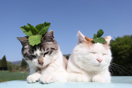 SHIAWASEKID's tweet photo. @O441AM im sorry for hutrting you :^( this is us in cat form https://t.co/FI87iN62DR
